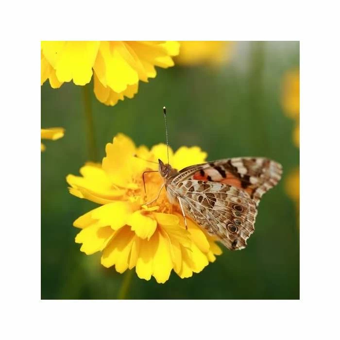 Glebionis Segetum | Approx 30 Seeds 1 Glebionis Segetum | Approx 30 Seeds