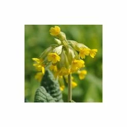 Primula Veris | Approx 50 Seeds