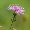 Centaurea Nigra | Approx 20 Seeds