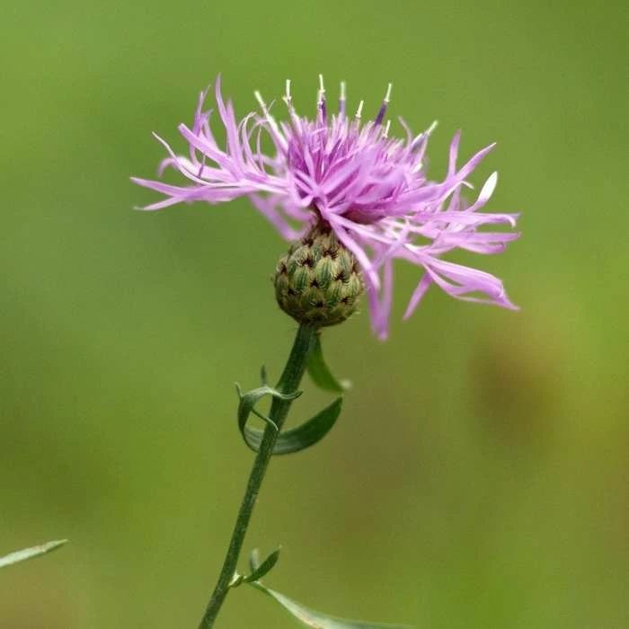 Centaurea Nigra | Approx 20 Seeds 1 Centaurea Nigra | Approx 20 Seeds