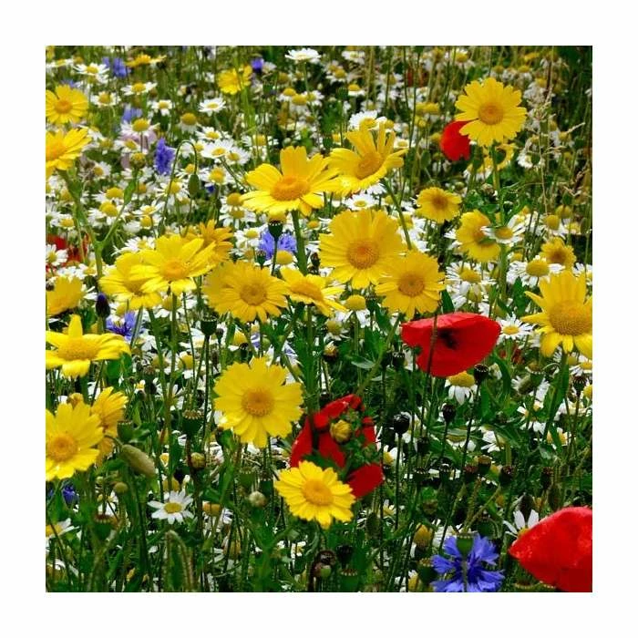 Cornfield Seed Collection | Large 2 Gram Packet 1 Cornfield Seed Collection | Large 2 Gram Packet