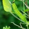 Asparagus Pea | Approx 50 Seeds