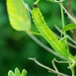 Asparagus Pea | Approx 50 Seeds