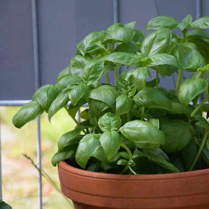 Ocimum Basilicum Presto Genovese | Approx 750 Seeds 1 Ocimum Basilicum Presto Genovese | Approx 750 Seeds