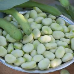 Bean (broad) Aquadulce Claudia | Approx 45 Seeds