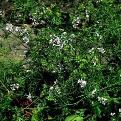 Coriandrum Sativum Leisure | Approx 125 Seeds