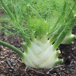 Fennel Sweet Florence | Approx 100 Seeds
