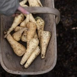 Parsnip Tender And True | Approx 800 Seeds