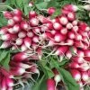 Radish French Breakfast 3 | Approx 1200 Seeds