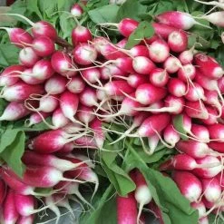 Radish French Breakfast 3 | Approx 1200 Seeds