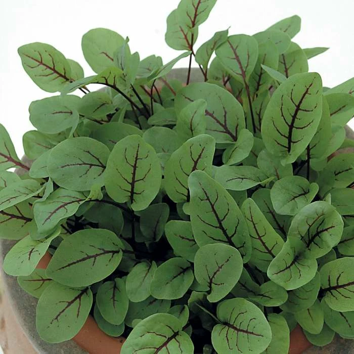 Sorrel Red Veined | Approx 200 Seeds 1 Sorrel Red Veined | Approx 200 Seeds