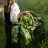 Spinach Giant Winter | Approx 225 Seeds