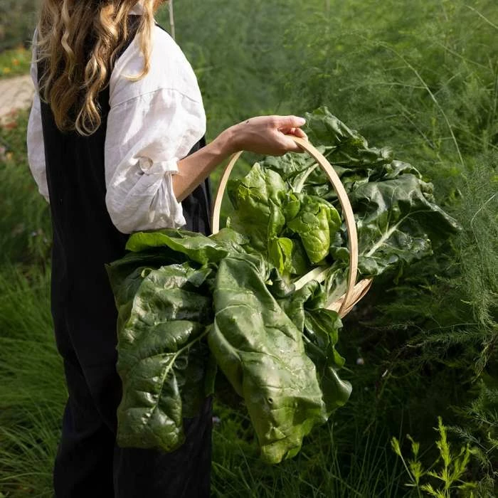 Spinach Giant Winter | Approx 225 Seeds 1 Spinach Giant Winter | Approx 225 Seeds