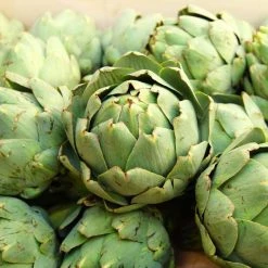 Artichoke Vert Globe | Approx 40 Seeds