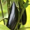 Aubergine Moneymaker F1 | Approx 50 Seeds