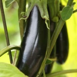 Aubergine Moneymaker F1 | Approx 50 Seeds