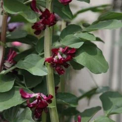 Bean (broad) Crimson-flowered | Approx 20 Seeds