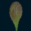 Mustard Red Giant | Approx 350 Seeds