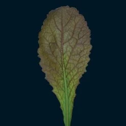 Mustard Red Giant | Approx 350 Seeds
