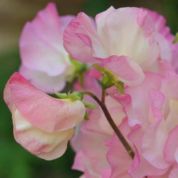 Lathyrus Odoratus Frolic | Approx 20 Seeds 1 Lathyrus Odoratus Frolic | Approx 20 Seeds