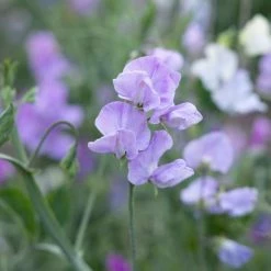 Lathyrus Odoratus Karen Louise | Approx 20 Seeds