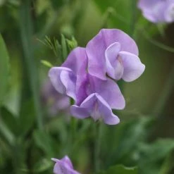 Lathyrus Odoratus Leamington | Approx 20 Seeds