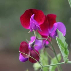 Lathyrus Odoratus Matucana | Approx 20 Seeds