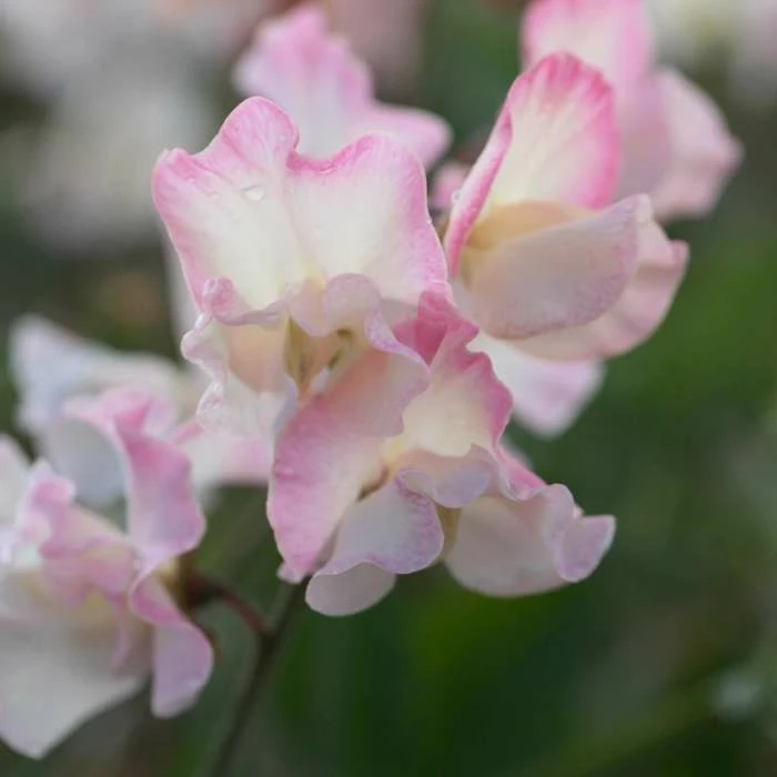 Lathyrus Odoratus Mollie Rilstone | Approx 20 Seeds 1 Lathyrus Odoratus Mollie Rilstone | Approx 20 Seeds