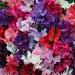 Lathyrus Odoratus Spencer Waved Mixed | Approx 35 Seeds