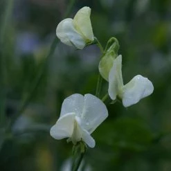 Lathyrus Odoratus Royal Wedding | Approx 20 Seeds