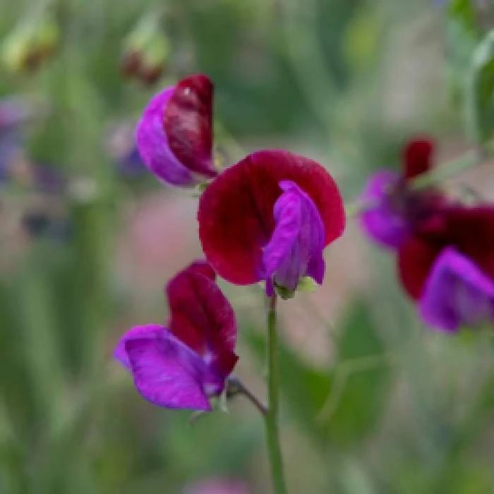 Lathyrus Odoratus Cupani | Approx 20 Seeds 1 Lathyrus Odoratus Cupani | Approx 20 Seeds