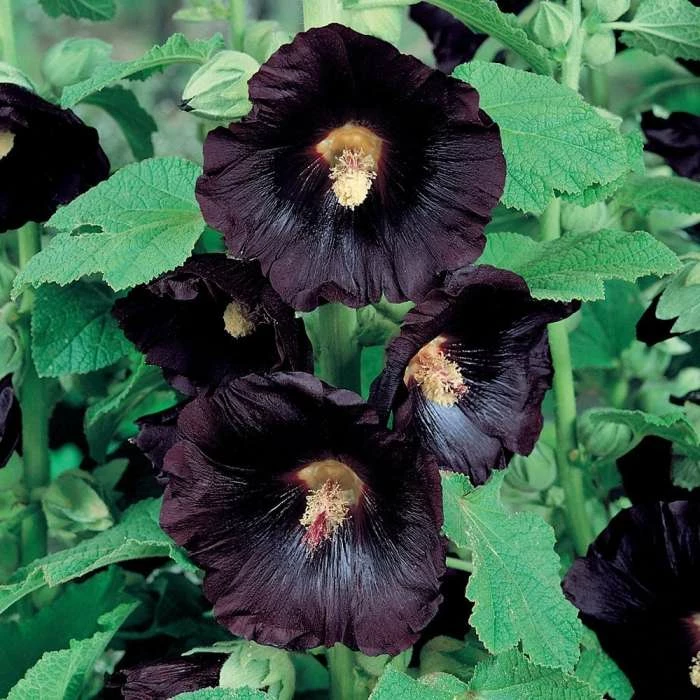 Alcea Rosea Nigra | Approx 50 Seeds 1 Alcea Rosea Nigra | Approx 50 Seeds