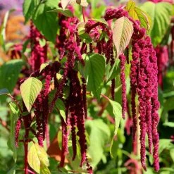 Amaranthus Caudatus | Approx 2200 Seeds