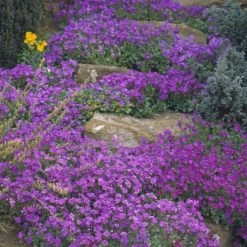 Aubrieta Purple Cascade (Cascade Series) | Approx 400 Seeds