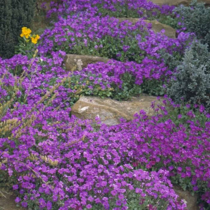 Aubrieta Purple Cascade (Cascade Series) | Approx 400 Seeds 1 Aubrieta Purple Cascade (Cascade Series) | Approx 400 Seeds