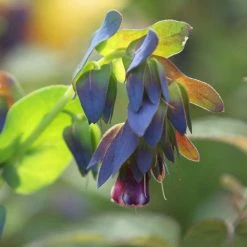 Cerinthe Major Purpurascens | Approx 12 Seeds