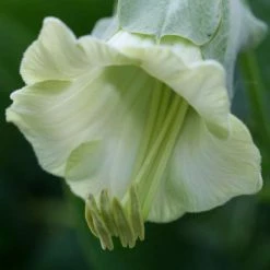 Cobaea Scandens F. Alba | Approx 15 Seeds
