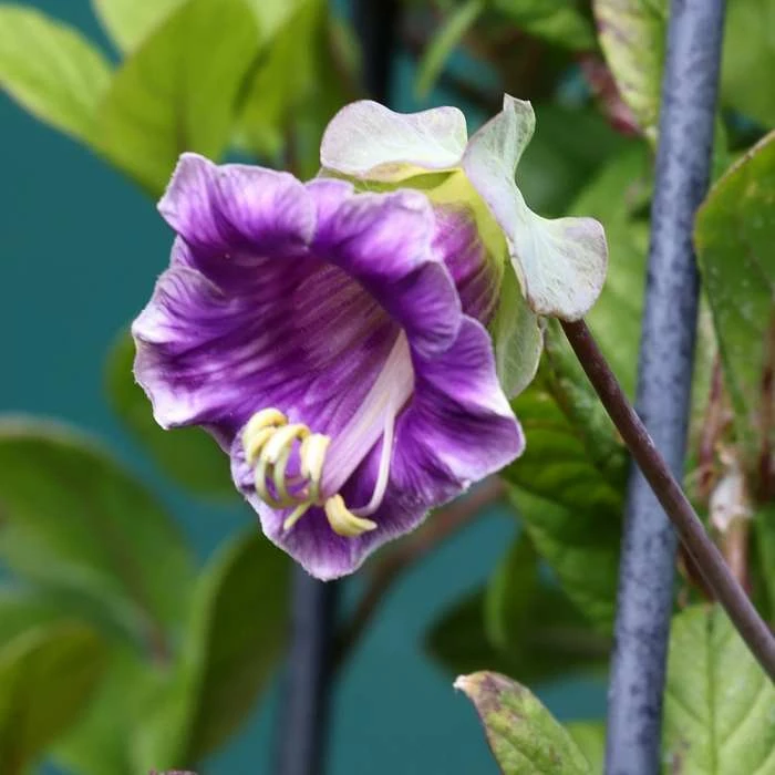 Cobaea Scandens | Approx 15 Seeds 1 Cobaea Scandens | Approx 15 Seeds
