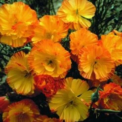 Eschscholzia Californica Mission Bells | Approx 425 Seeds