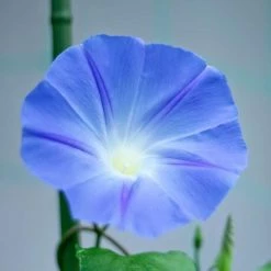 Ipomoea Tricolor Heavenly Blue | Approx 85 Seeds