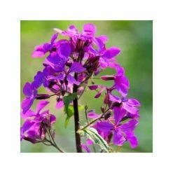 Lunaria Annua | Approx 75 Seeds