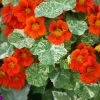 Tropaeolum Majus Alaska Series | Approx 40 Seeds