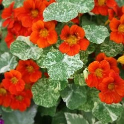 Tropaeolum Majus Alaska Series | Approx 40 Seeds