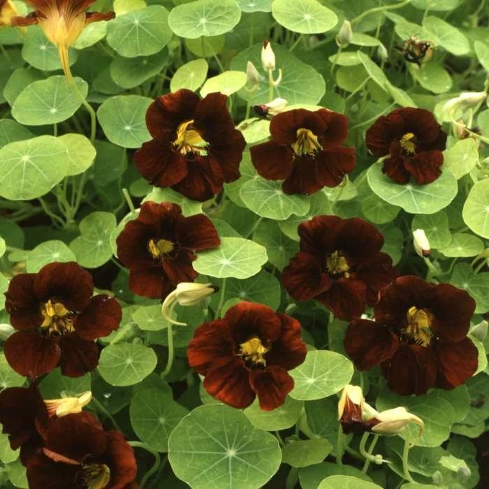 Tropaeolum Majus Black Velvet (Tom Thumb Series) | Approx 30 Seeds 1 Tropaeolum Majus Black Velvet (Tom Thumb Series) | Approx 30 Seeds