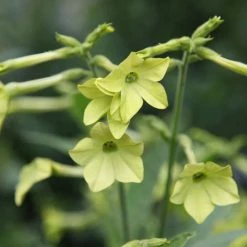 Nicotiana Lime Green | Approx 1600 Seeds