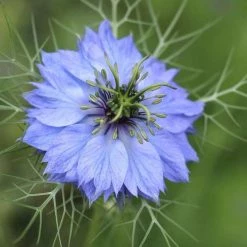 Nigella Damascena Miss Jekyll | Approx 500 Seeds