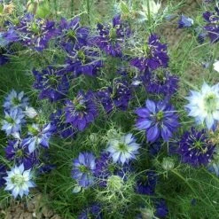 Nigella Damascena Oxford Blue | Approx 500 Seeds