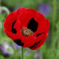 Papaver Commutatum | Approx 500 Seeds