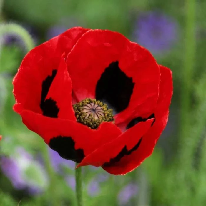 Papaver Commutatum | Approx 500 Seeds 1 Papaver Commutatum | Approx 500 Seeds