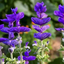 Salvia Viridis Blue Monday | Approx 180 Seeds